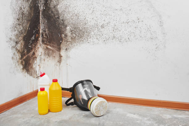 Best Residential Mold Remediation in Vassar College, NY