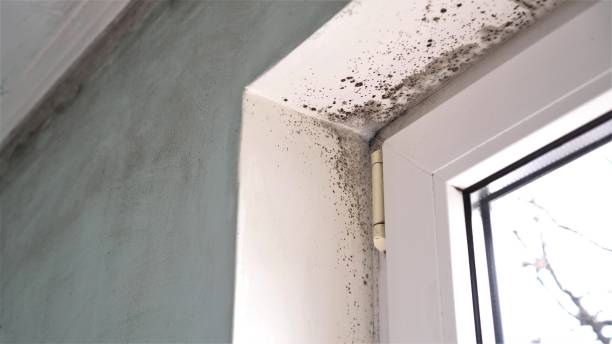 Best Mold Remediation for Specific Building Types in Vassar College, NY