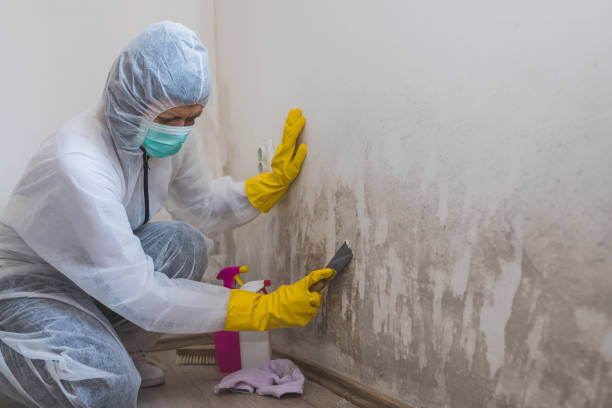 Best DIY Mold Remediation Support Services in Vassar College, NY