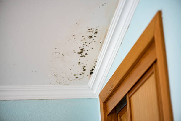 Health and Safety Mold Remediation