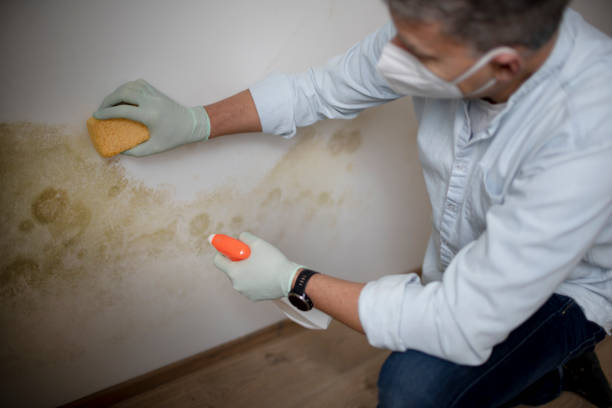 Best Residential Mold Remediation in Vassar College, NY