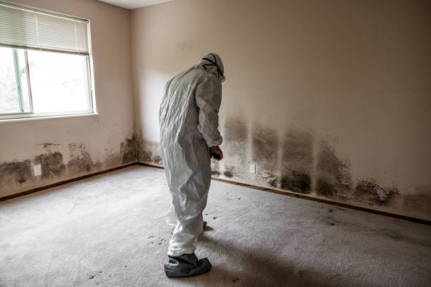 Best Emergency Mold Remediation in Vassar College, NY