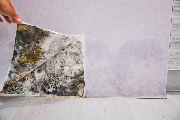 Best Mold Testing and Inspection Services in Vassar College, NY